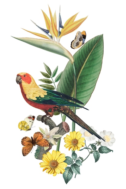 Sun Parakeet Vogel png Aufkleber durchsichtiger Hintergrund