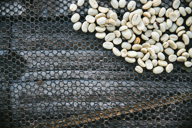 Sun secou grãos de café arábica na rede preta com espaço da cópia na aldeia de Akha Maejantai
