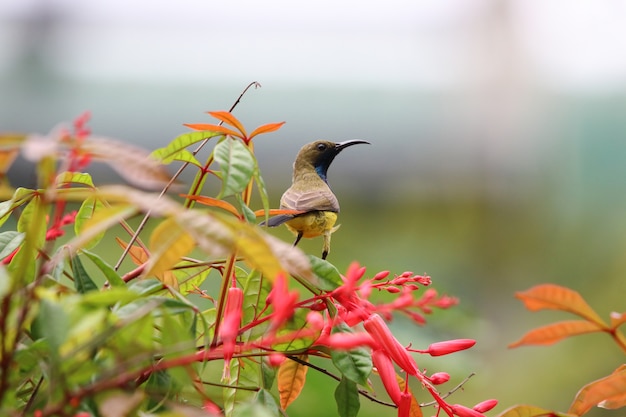 Sunbird amarelo-inchado pássaro colorido animais vida selvagem segurando na planta