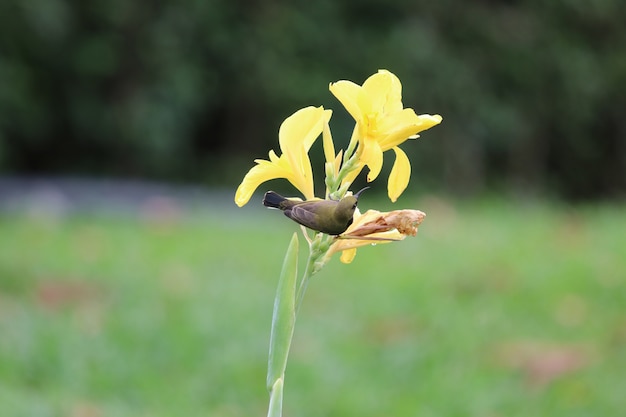 Sunbird amarelo-inchado segurando amarelo canna bonito flores no parque