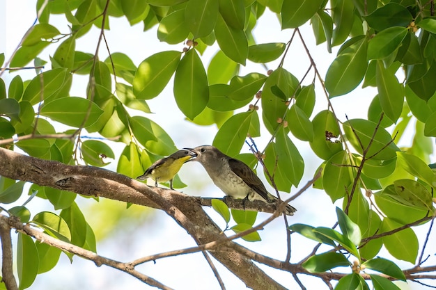 Sunbird amarillo aceituna alimenta a un cuco bebé