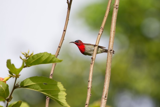Sunbird carmesí (Aethopyga siparaja) posado en una rama en la naturaleza Tailandia