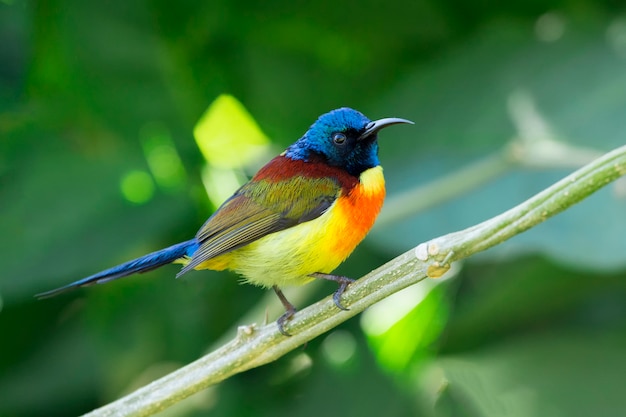 Sunbird de cola verde; Aethopyga nipalensis