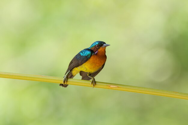 Sunbird de bochechas vermelhas