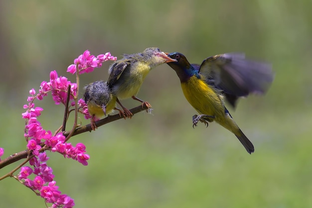 Sunbird de espalda verde oliva alimentando a sus polluelos