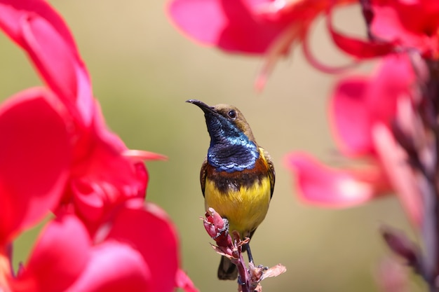 Sunbird en flor roja