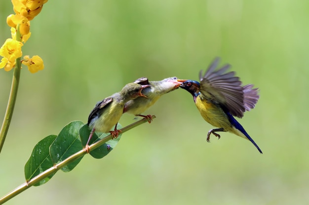 Sunbird hembra alimentando pollitos recién nacidos en rama