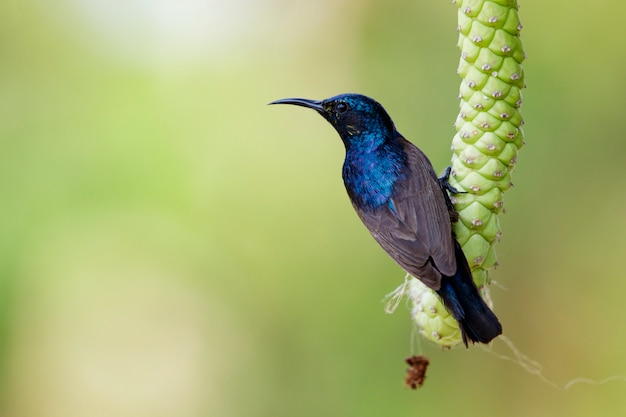 Sunbird macho púrpura en una rama