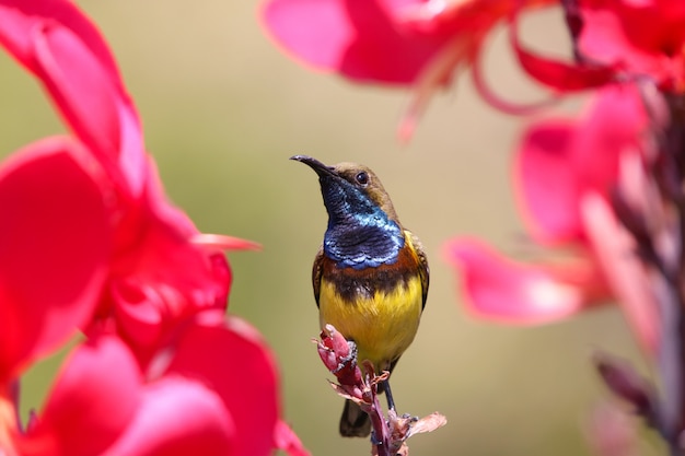 Foto sunbird na flor vermelha