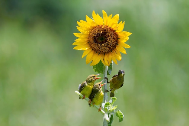 Sunbird Nectarinia jugularis hembra alimentando pollitos recién nacidos en sun flower Sunbird feedin