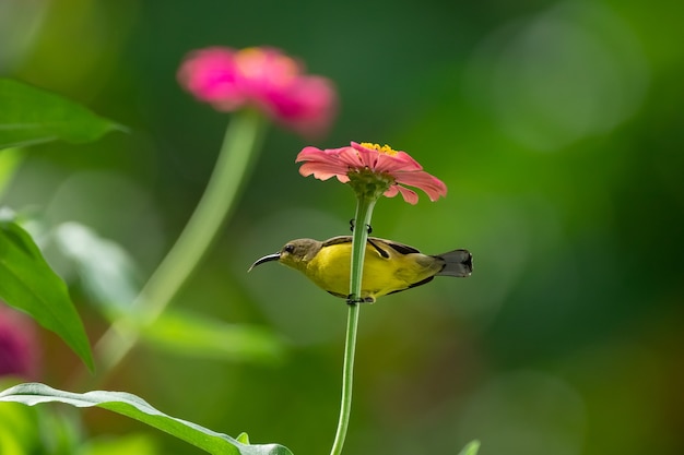 Sunbird respaldado de oliva en flor