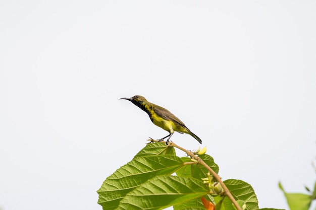 Foto sunbird con respaldo de oliva, sunbird de vientre amarillo en un árbol