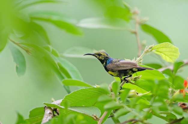 Sunbird con respaldo de olivo en rama en la naturaleza