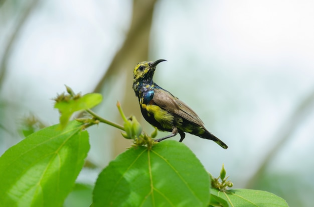 Sunbird con respaldo de olivo en la rama en la naturaleza