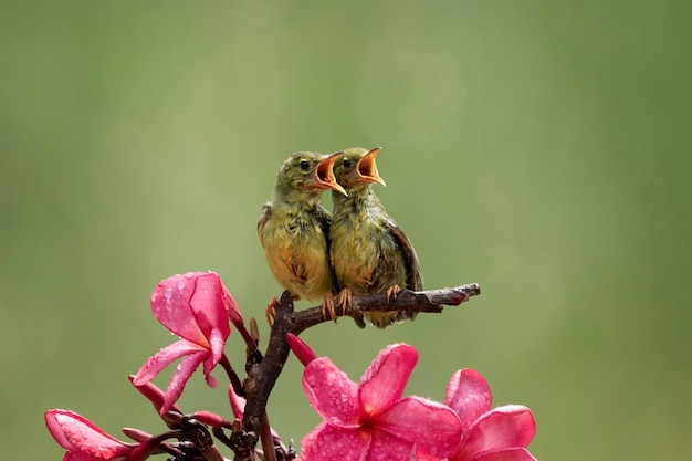 Sunbirds OliveBacked alimentando a criança Cinnyris Jugularis