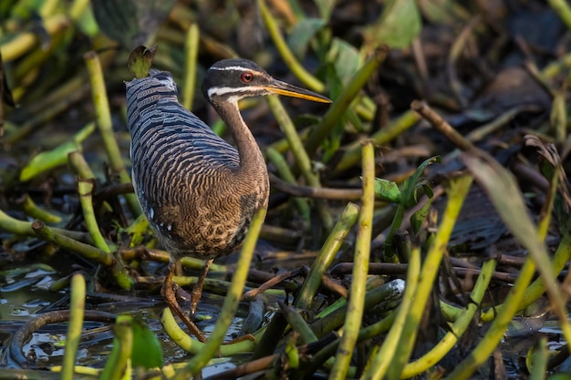 Sunbittern em um ambiente de selva Pantanal Brasil