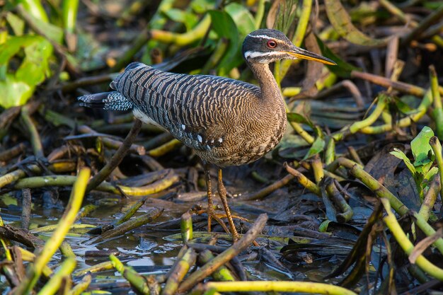 Sunbittern em um ambiente de selva Pantanal Brasil