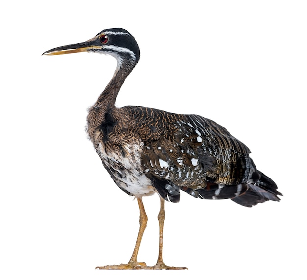 Sunbittern - Eurypyga helias - isolado no branco