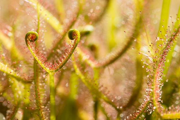 Sundew plantas insectívoras de Drosera