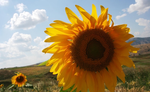 sunflower closeup