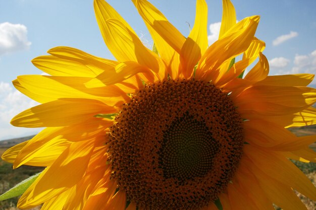 sunflower closeup