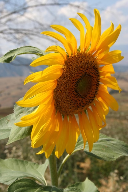 sunflower closeup