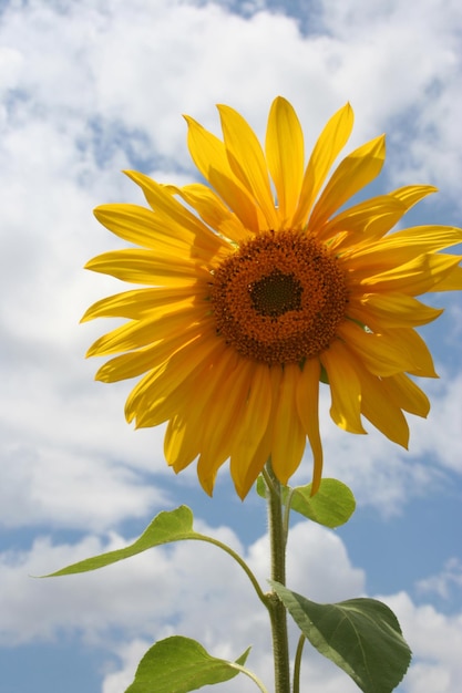 sunflower closeup