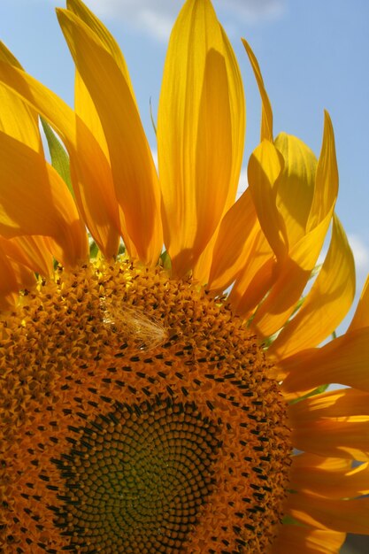 sunflower closeup