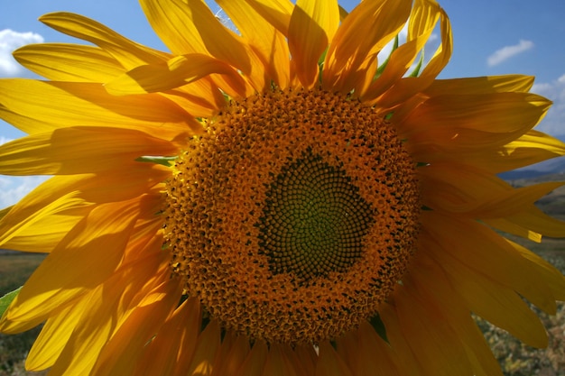 sunflower closeup