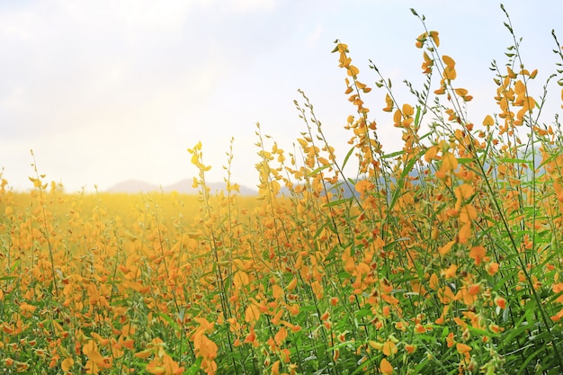 Sunhemp amarelo bonito da flor na natureza. Cenário da paisagem e fundo natural.