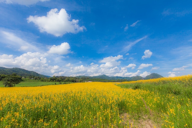 Sunhemp-Blumenfeld-Blütenlandschaft