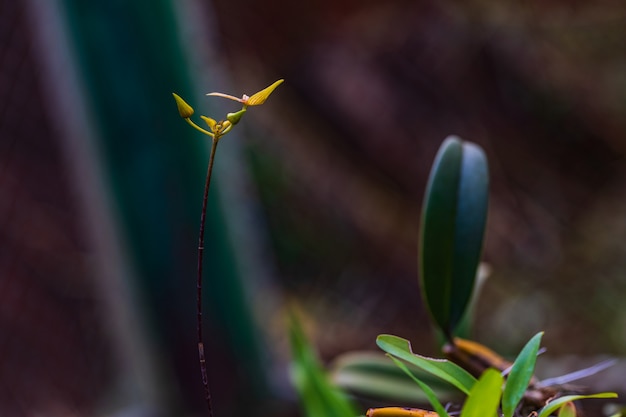 Sunipia Minor (Seidenf.) Hunt., Schöne wilde Orchidee im tropischen Wald.