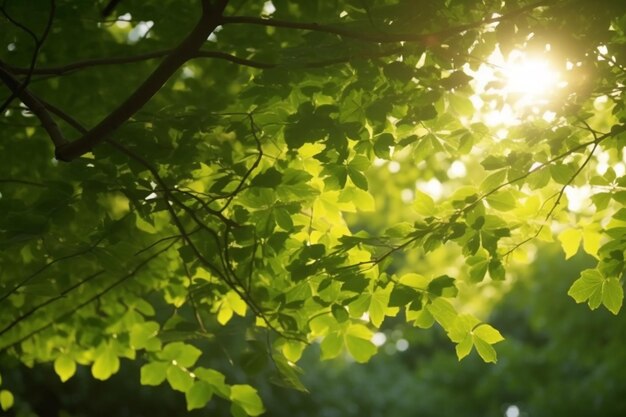 Sunkissed Canopy Ein Blick auf üppig grüne Baumwipfel mit Sonnenstrahlen, die durch die Blätter dringen