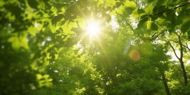 Sunkissed Canopy Ein Blick auf üppig grüne Baumwipfel mit Sonnenstrahlen, die durch die Blätter dringen