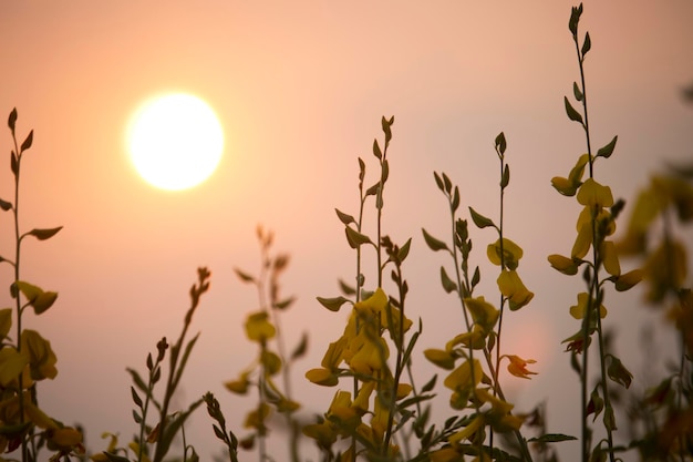 Sunn cáñamo o Chanvre indien Legume flores amarillas que florecen en el campo de un agricultor