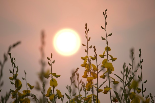 Sunn cáñamo o Chanvre indien Legume flores amarillas que florecen en el campo de un agricultor
