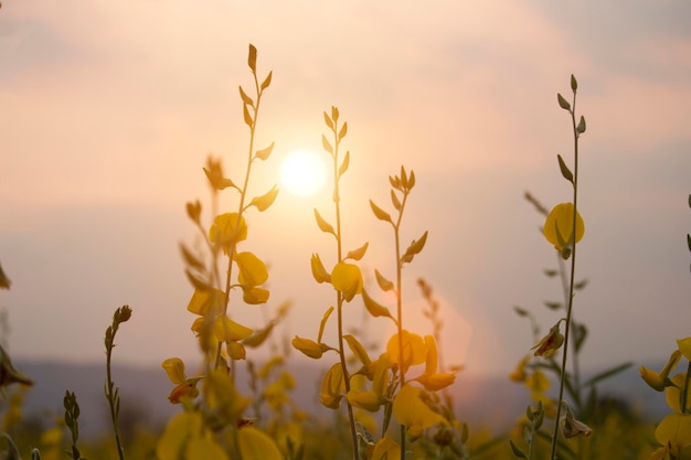 Sunn cânhamo ou Chanvre indien Legume flores amarelas que florescem no campo de um agricultor