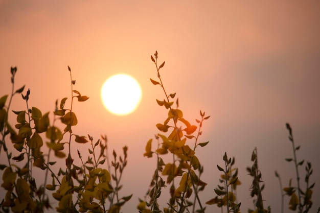 Sunn cânhamo ou Chanvre indien Legume flores amarelas que florescem no campo de um agricultor