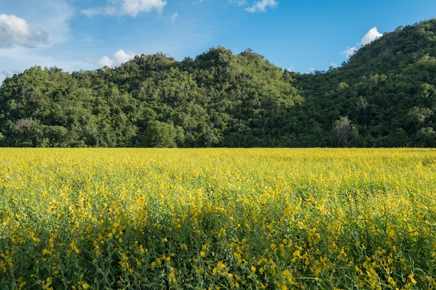 Sunn Hanf, Chanvre Inder, Crotalaria juncea gelbe Blüte auf dem Gebiet mit Berg