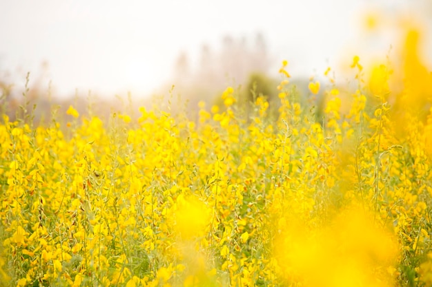 Sunn Hanf oder Chanvre indien Hülsenfrüchte gelbe Blumen, die auf dem Feld eines Bauern blühen