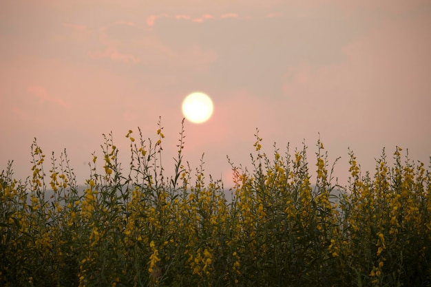 Sunn Hanf oder Chanvre indien Hülsenfrüchte gelbe Blumen, die auf dem Feld eines Bauern blühen