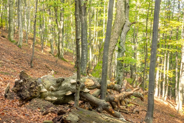 Sunny beech forest e old snag