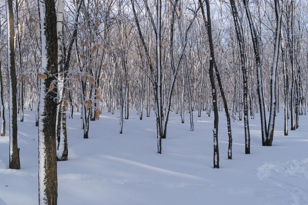 Sunny Winter Forest Day en el parque