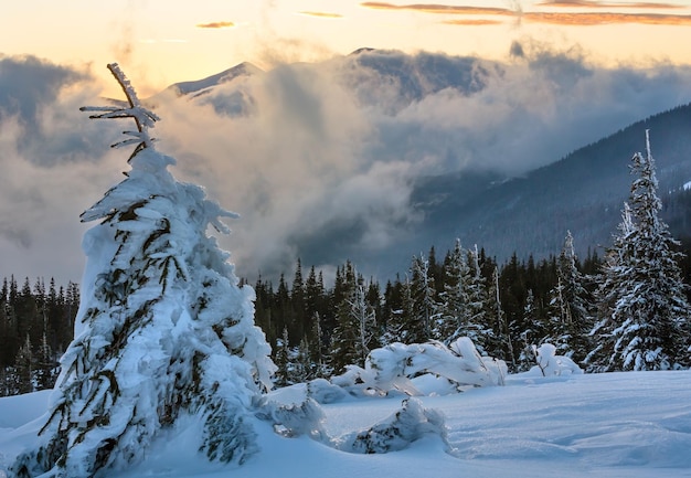 Sunrise Winterberglandschaft mit Wolken und Tannen am Hang (Karpaten).