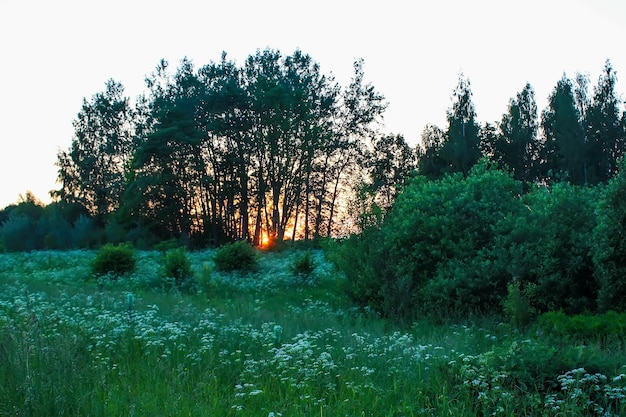 Sunset Landschaft auf dem Land Scenic Sommer Naturblick in Lettland Osteuropa