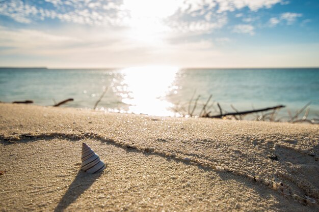 Sunset seashell