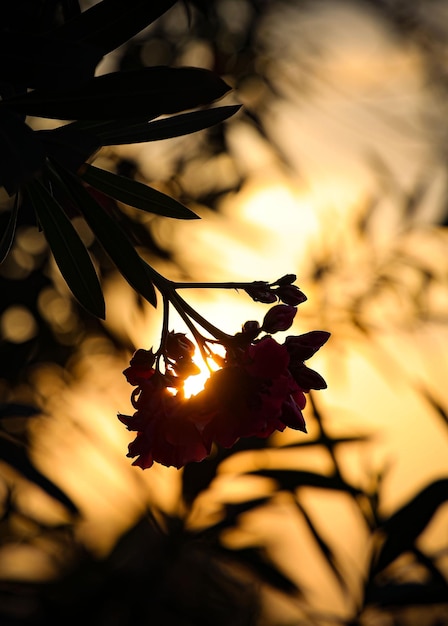 Foto sunshine-fotografie