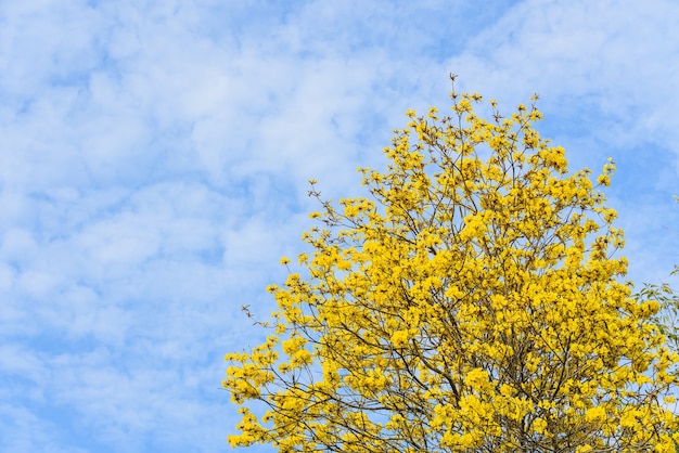 Supanika blüht Cochlospermum Regium mit blauem Himmel