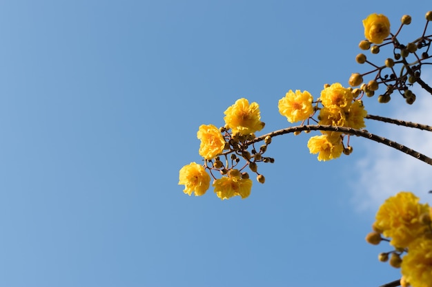 Supannika o álamo que florece de color amarillo en las ramas y tiene un fondo de cielo azul.