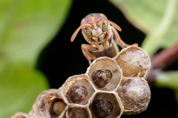 Super avispa macro y larvales en nido de avispa